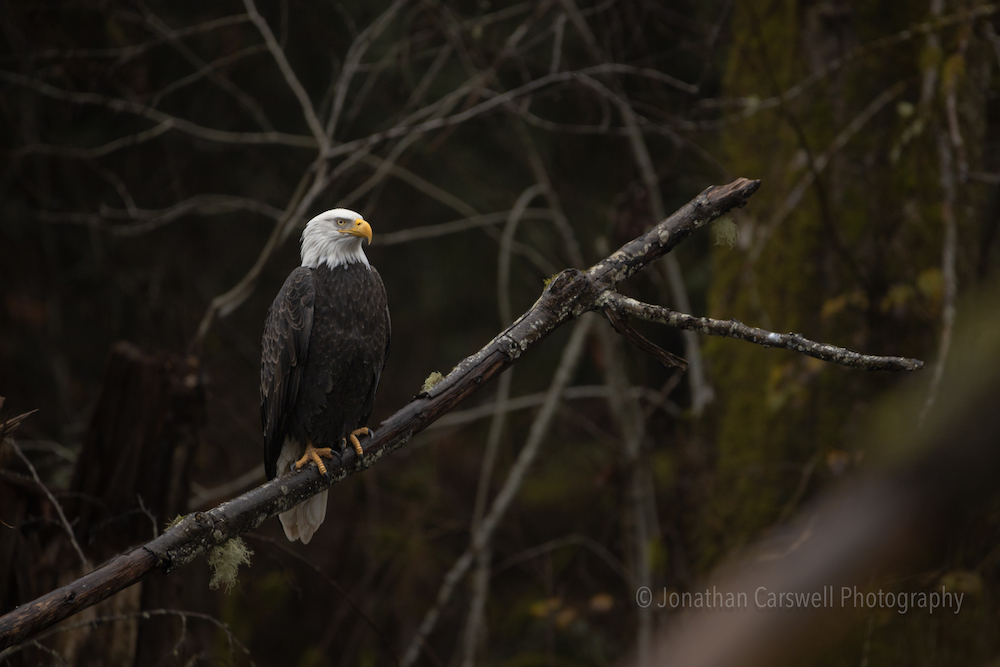 Bald Eagle