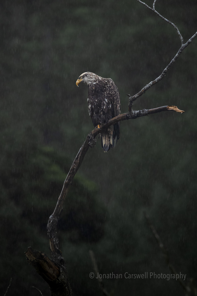 Eagle in the Rain